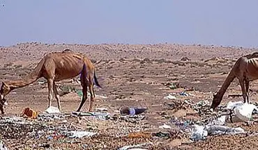 300 شتر همزمان در صحرا تلف شدند