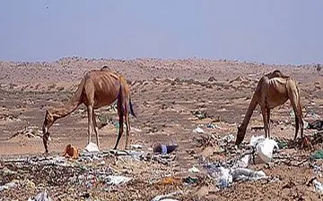 300 شتر همزمان در صحرا تلف شدند