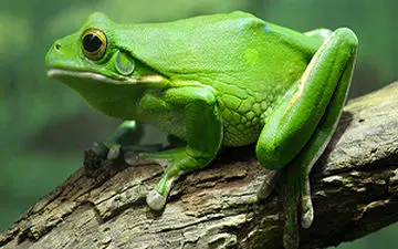 قورباغه خوری به سبک چینی + فیلم