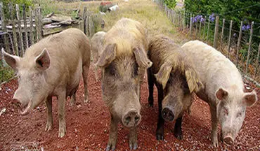 از بین بردن بیش از ۱۱۰ هزار خوک در رومانی به دلیل شیوع تب خوکی آفریقایی + فیلم 