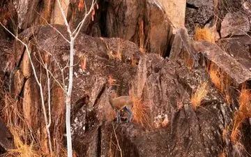 اگر در یک نگاه، 2 آهوی کوهی در تصویر را شناسایی کردی، خیلی تیزبین هستی!