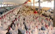کامیون حامل مرغ زنده فاقد مجوز در نرماشیر توقیف شد