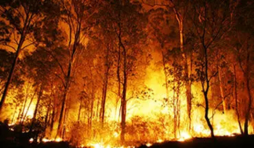 آتش سوزی گسترده در جنگل‌های آمریکا + فیلم