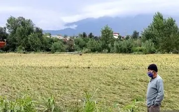 
شیوع یک بیماری مرگبار در شمال ایران