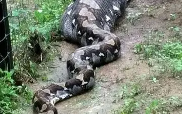  کشف جسد زن در شکم ماری در اندونزی 