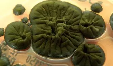 قارچ سیاه چرنوبیل: موجودی که تشعشعات هسته‌ای را می‌خورد