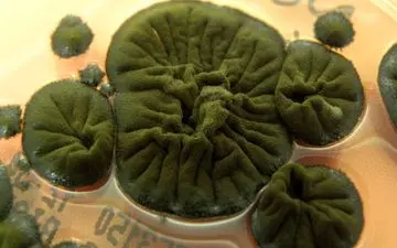 قارچ سیاه چرنوبیل: موجودی که تشعشعات هسته‌ای را می‌خورد