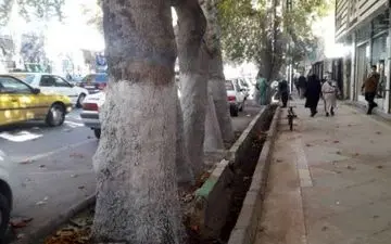 آغاز به کار عملیات اندودکاری درختان شهر کرمانشاه