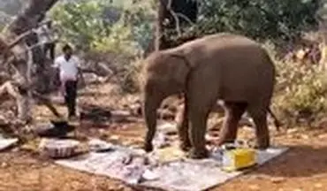 پیک نیکی که توسط یک فیل به هم خورد 