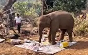 پیک نیکی که توسط یک فیل به هم خورد 
