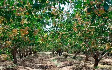 زمان استفاده از کود اوره برای درخت پسته