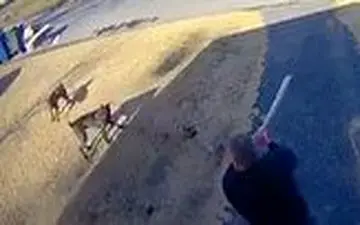 حمله سگ‌های وحشی به یک شهروند آمریکایی