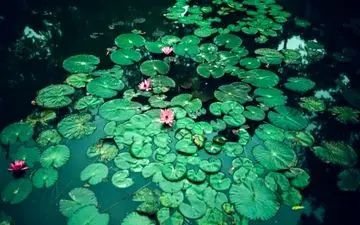 تست بینایی؛ در ۱۲ ثانیه قورباغه را پیدا کنید!
