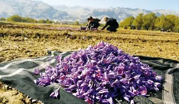 3300 هکتار از اراضی منابع ملی استان کرمانشاه زیر کشت گیاهان دارویی خواهد رفت