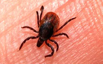 جزئیات فوت بیمار مبتلا به تب کریمه کنگو در اهواز