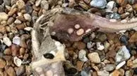 پیدا شدن جانور عجیب الخلقه در ساحل! 