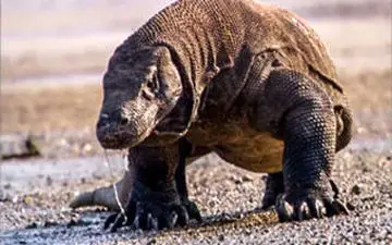 ویدیو/ جنگ خونین ۲ اژد‌های کومودو با یکدیگر