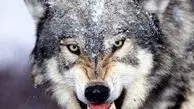آیا گرگ‌ها می‌توانند صدای انسان‌ها را تشخیص دهند؟