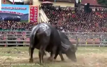 هنرنمایی عجیب پدری که جان پسربچه دوساله را تهدید کرد +فیلم