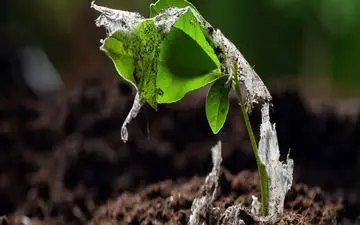 ذرات پلاستیک چگونه وارد سالاد ما می‌شوند