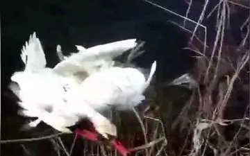 اتفاقی نادر و تماشایی برای دو قو + فیلم