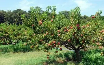 در پنجمین روز از دهه ولایت، دو وقف جدید در هرسین و بیستون به ثبت رسید