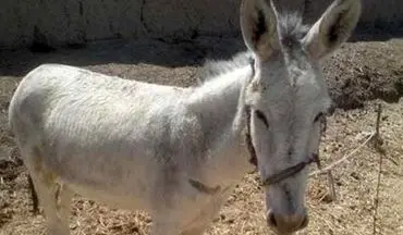 گوشت الاغ سلاخی‌شده به بندرعباس نرسید!