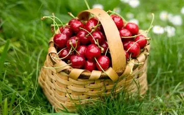 سردردتان را با خوردن گیلاس درمان کنید