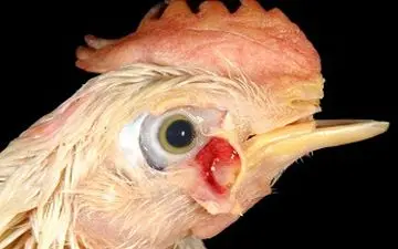 بیماری نیوکاسل چیست؟+علائم