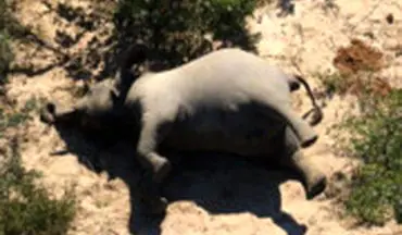 مرگ عجیب و تلخ بیش از ۴۰۰ فیل