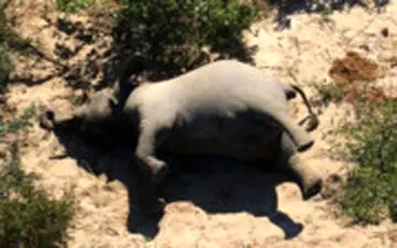 مرگ عجیب و تلخ بیش از ۴۰۰ فیل