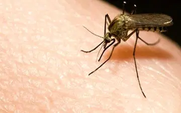 شش گیاهی که حشرات را از خانه شما دور می‌کنند + فیلم