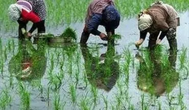کشت برنج در کرمانشاه ممنوع شد