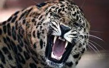 ویدیویی حیرت آور از دریده شدن سگ نگهبان توسط پلنگ