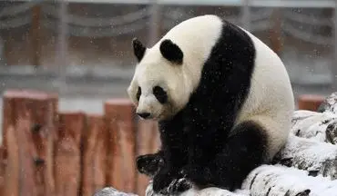 ذوق زده شدن خرس‌های پانادا در اولین بارش برف+فیلم 