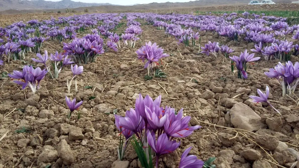 زعفران چینی به بار بنشیند باید فاتحه زعفران ایران را خواند