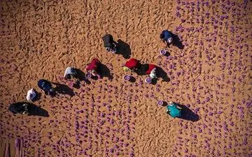 قیمت پایه صادراتی زعفران اصلاح می‌شود