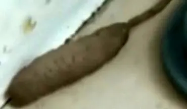 پیدا شدن موجود دورگه عجیب‌الخلقه در انگلیس! +فیلم 