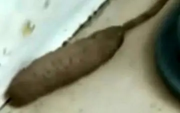 پیدا شدن موجود دورگه عجیب‌الخلقه در انگلیس! +فیلم 