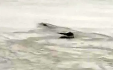 رؤیت هیولای غول پیکر در رودخانه‌ای در چین!