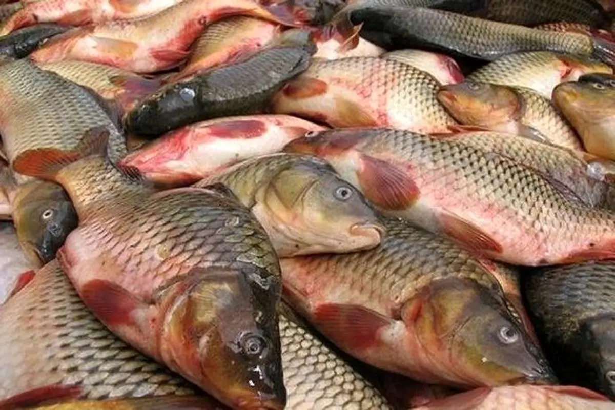 قیمت ماهی امروز چند شد؟ / فیله ماهی شوریده جنوب کیلویی ۵۹۵ هزار تومان 