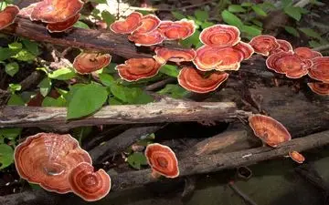 تجویز دارویی و درمانی قارچ گانودرما مورد تایید نیست