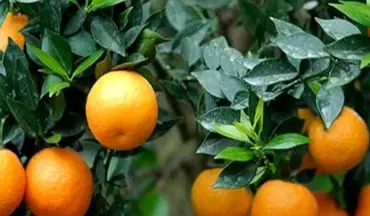 با این میوه ترش به سرعت لاغر می شوید

