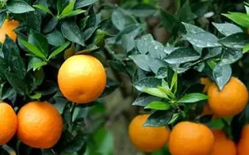 با این میوه ترش به سرعت لاغر می شوید

