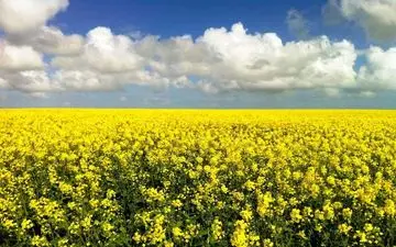 بسته شدن پرونده خرید تضمینی کلزا با پرداخت صد در صد مطالبات کشاورزان 