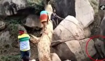 حمله فیل مادر به ساکنان محلی هنگام نجات بچه فیل