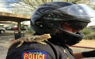 
مارمولکی که استخدام پلیس شد!+عکس