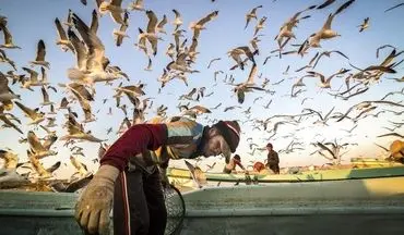 عکس فوق‌العاده نشنال جئوگرافیک l محاصره ماهیگیر توسط مرغان دریایی