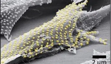 اتصال نانوذرات طلا به سلول‌های زنده با استفاده از خالکوبی