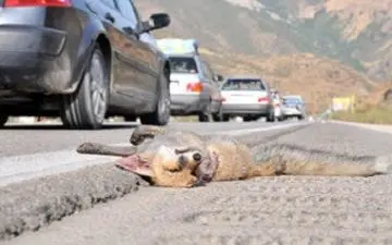 لحظه وحشتناک تصادف با حیوانات + فیلم